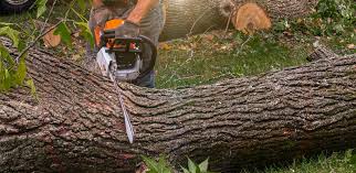 Best Landscape Design and Installation  in Frisco City, AL