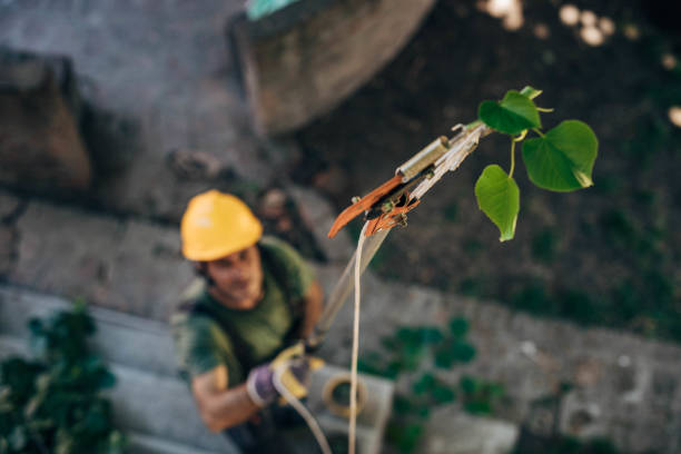 Best Tree Mulching  in Frisco City, AL