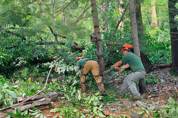 Best Stump Grinding and Removal  in Frisco City, AL